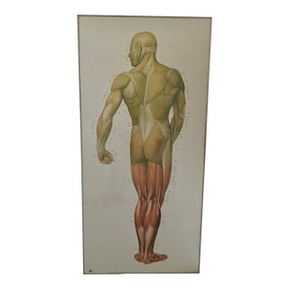 1970s German Anatomical Chart of the Human Musculature System, Framed For Sale