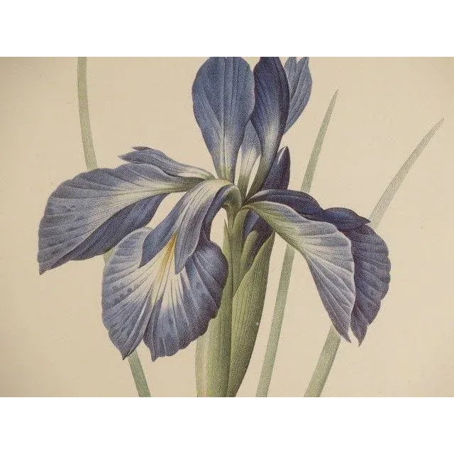 1990s "Iris" Floral Decorative Framed & Matted Prints - a Pair For Sale - Image 5 of 10