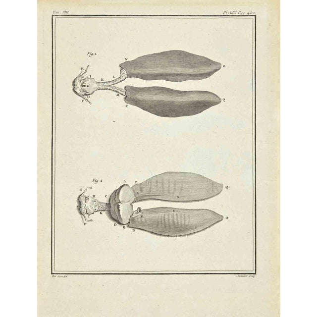 The Organ is an etching realized by Juste Chevillet in 1771. It belongs to the suite "Histoire Naturelle de Buffon". The...