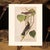 Kingbird and Flycatcher After Audubon, 1966 Cottage Print For Sale In Dallas - Image 6 of 7