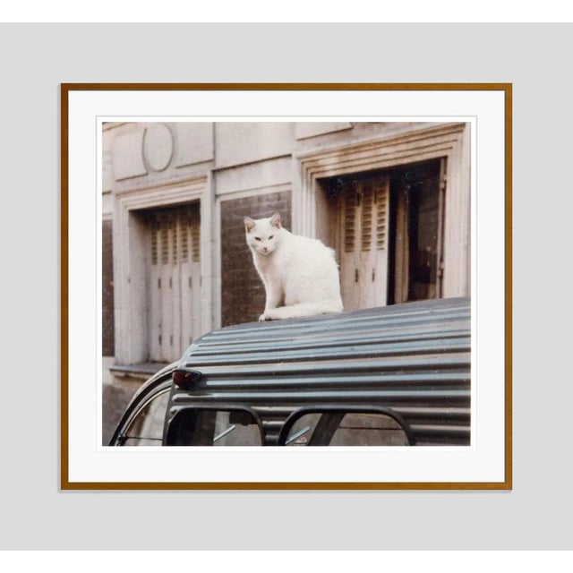 Modern Cat on a Car Tin Roof 1950s by Peter Cornelius Framed C-Print For Sale - Image 3 of 3