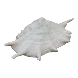Large Old Seashell #3