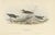 Early 19th Century J. Gould, Little Sandpiper, 1832, Paper For Sale - Image 5 of 5