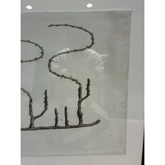 Natural Curiosities “Vine” William Forsyth 1802 Oversized Botanical Print For Sale In Charlotte - Image 6 of 9