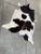 Black and white natural cowhide. You can add this rug under a table, by itself, or anywhere else for a little extra...