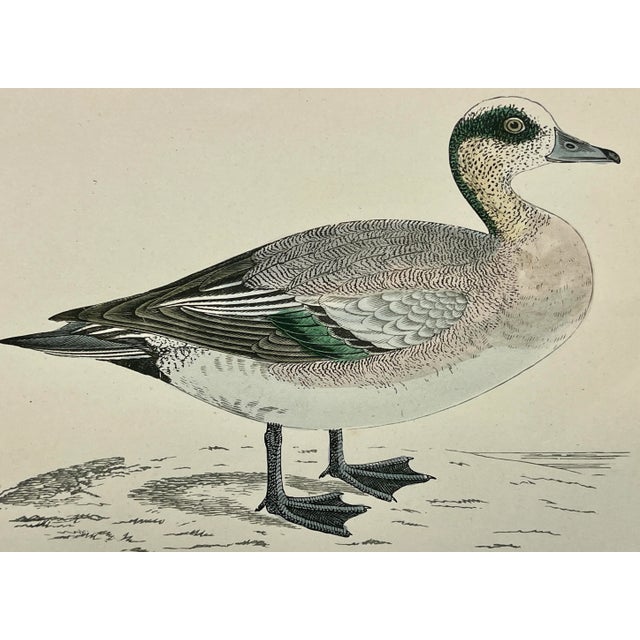Antique Hand Tinted Bird Print From England Featuring an American Wigeon Duck - Circa 1888 For Sale - Image 11 of 12