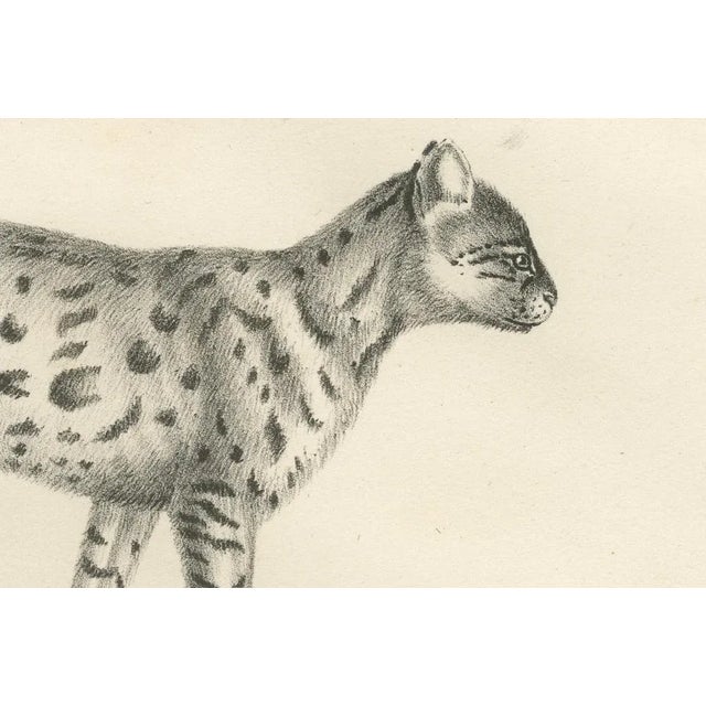 C.C. G. Zool, Gentle Cat and the Serval in Poses, 1836, Print For Sale - Image 4 of 11