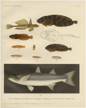 Fish Print, 1895, Paper