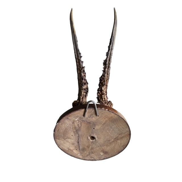 1900 - 1909 1900s Roe Deer Trophy 892 Black Forest Antlers Mount For Sale - Image 5 of 5