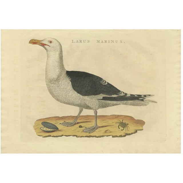 Sepp & Nozeman, Great Black-Backed Gull, 1829, Paper For Sale