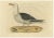 Sepp & Nozeman, Great Black-Backed Gull, 1829, Paper For Sale
