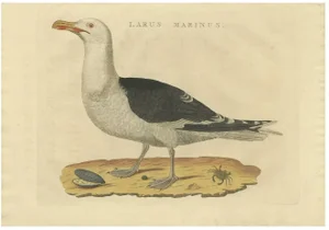 Sepp & Nozeman, Great Black-Backed Gull, 1829, Paper