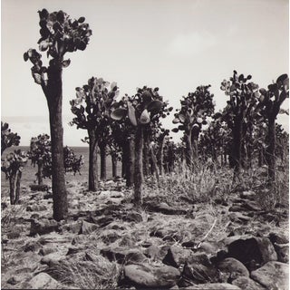 Hanna Seidel, Galápagos Cactus Forest, Black and White Photograph, 1960s For Sale