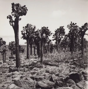 Hanna Seidel, Galápagos Cactus Forest, Black and White Photograph, 1960s