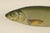Dace and Chub - Graceful Scandinavian Freshwater Fish Lithograph This elegant 19th-century lithograph from *Skandinaviens...