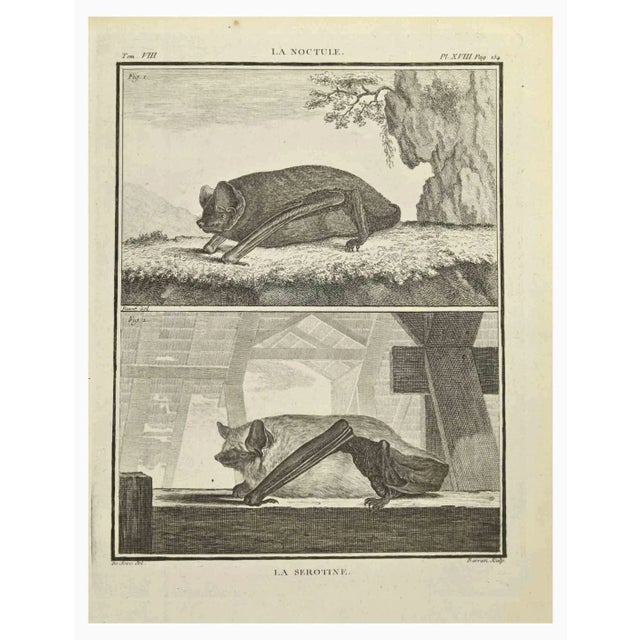 La Lerot is an etching realized by J.L. Barran in 1771. It belongs to the suite "Histoire Naturelle de Buffon". The...