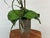 White Silk Flower Arrangement of Orchids in Vase For Sale - Image 8 of 12