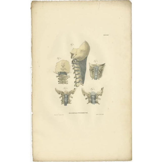 Anatomy Illustrations of Ligaments and Joints, 1839, Prints, Set of 13 For Sale - Image 4 of 15