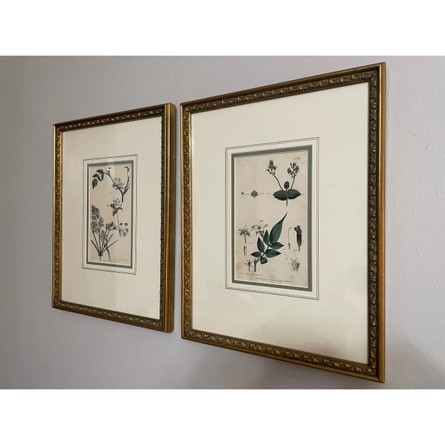 Victorian Antique Custom Framed Botanical Engravings - a Pair For Sale - Image 3 of 12