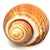 Discover the beauty of the ocean with this Large Tun Ocean Snail Shell, a stunning natural specimen that will add an...
