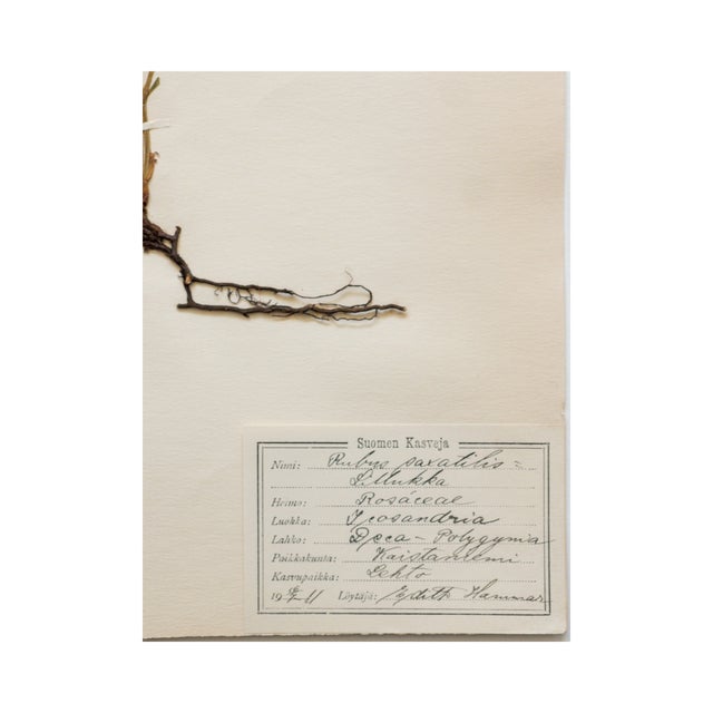 Antique Swedish Herbarium - Stone Bramble, Circa 1911 For Sale In Seattle - Image 6 of 6