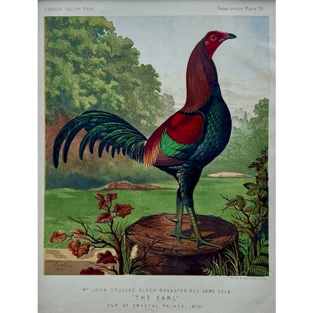 Victorian Black Breasted Wild Game Cock Original Chromolithograph Print, 1890 For Sale - Image 3 of 3