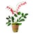 The Green Vase Bleeding Heart Plant For Sale