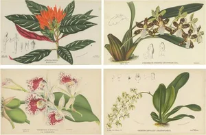Ornithocephalus Grandiflorus, 1880, Prints, Set of 4