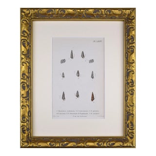 19th Century Antique Hand Colored English Shell Print by John Jeffreys 1869 For Sale
