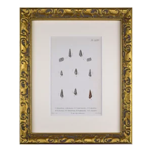19th Century Antique Hand Colored English Shell Print by John Jeffreys 1869