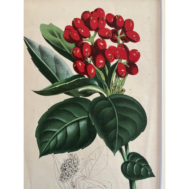 Antique Botanical Print Japanese Laurel c.1860 For Sale - Image 4 of 5