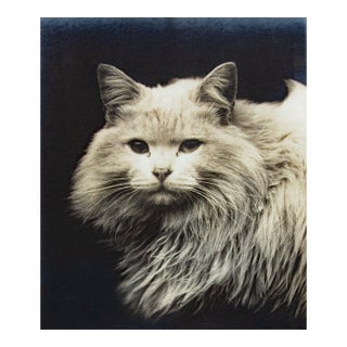 Large Portrait of a Cat Vintage Photograph Circa 1910 Framed For Sale