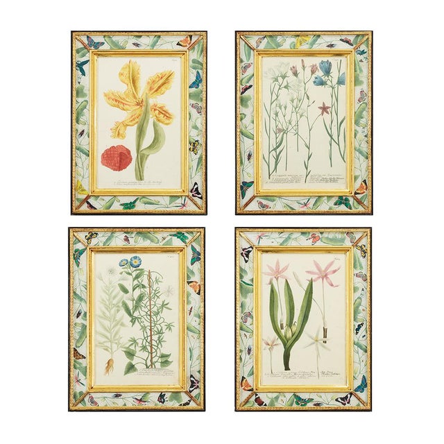 Paper Hand-Colored Botanical Engravings by Johann Wilhelm Weinmann, Set of 4 For Sale - Image 7 of 7