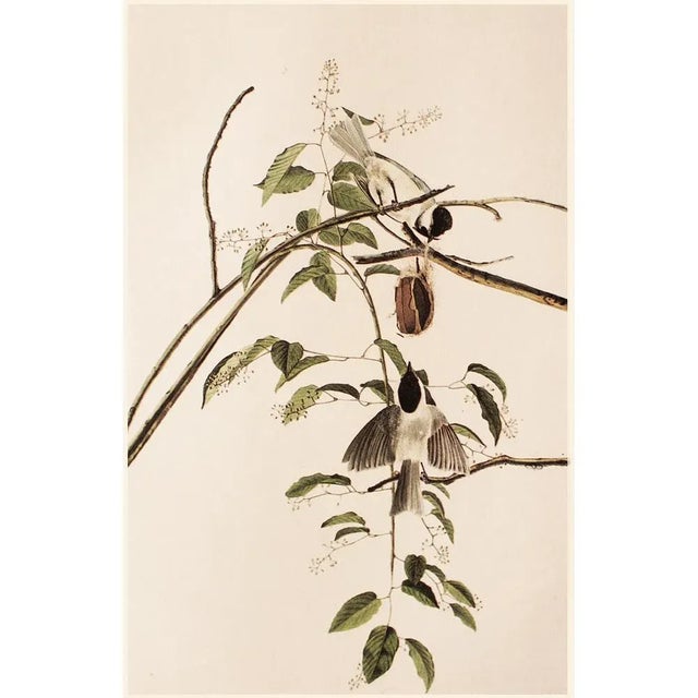 1960s 1966 Vintage Farmhouse Cottage Print "Carolina Titmouse" After John James Audubon For Sale - Image 5 of 7