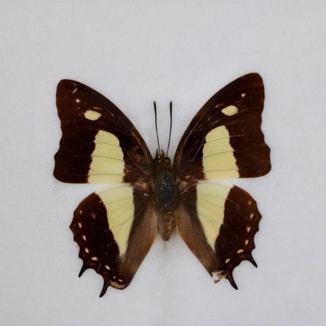 Framed Butterfly Specimens-Set of 3 For Sale - Image 11 of 13