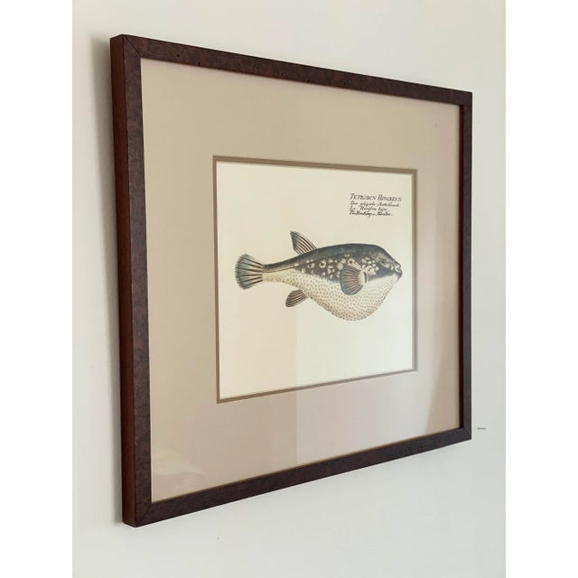 Wood Vintage Framed Marcus Elieser Bloch Hand Colored Tetrodon Honckenu, Puffer Fish For Sale - Image 7 of 9