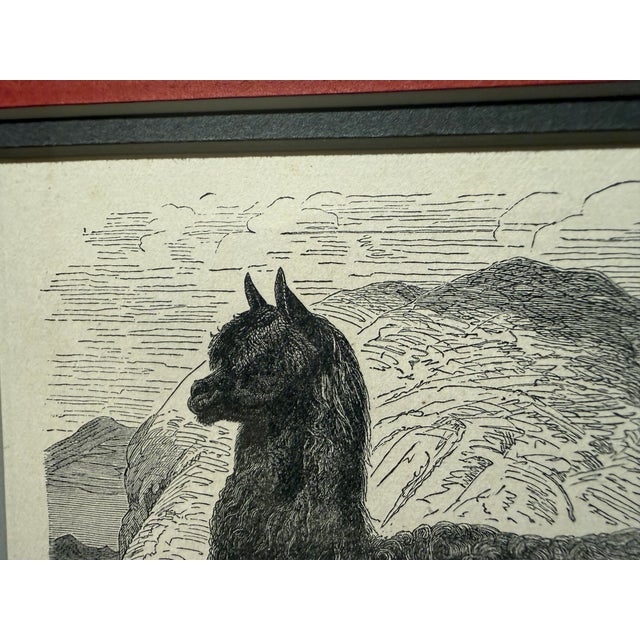 Antique Wood Engraving of a Llama, C. 1860s–1890s, Beautifully Framed in Red For Sale - Image 4 of 11