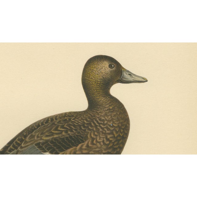 Paper Antique Stellers Eider Duck Lithographs with Male and Female Pair, Sweden, 1929, Set of 2 For Sale - Image 7 of 9