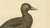 Paper Antique Stellers Eider Duck Lithographs with Male and Female Pair, Sweden, 1929, Set of 2 For Sale - Image 7 of 9