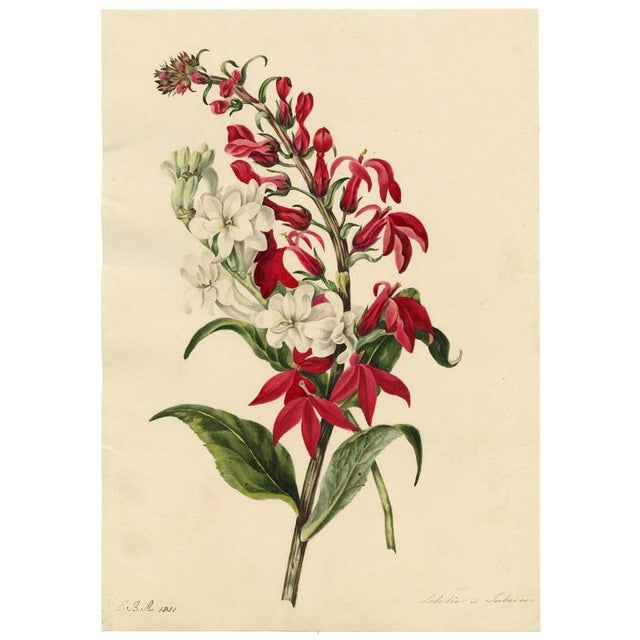 E.B.R., Cardinal (Lobelia Cardinalis) & Tuberose Flower, 1800s, Paper For Sale - Image 3 of 7