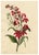 E.B.R., Cardinal (Lobelia Cardinalis) & Tuberose Flower, 1800s, Paper For Sale - Image 3 of 7