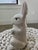 Ceramic Mid 20th Century White Ceramic Bunny Rabbit Figurine For Sale - Image 7 of 10