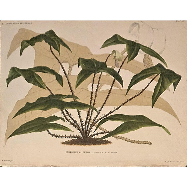 This is a VERY RARE SET of 3 antigue botanical chromolithographs that date to the late 1800s. They came from a Belgium...