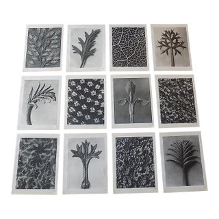 Vintage Karl Blossfeldt Botanical Photogravures - Set of 12 For Sale