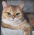 Shabby Chic Orange Cat Kitten Portrait Painting Including the Antiqued Gold Wood Frame For Sale - Image 3 of 5