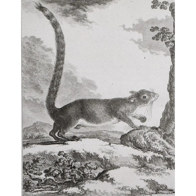 18th Century Original French Squirrel Engraving by Buffon 1789 For Sale - Image 4 of 6
