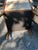 Mid-Century Louis XVI Revival Bergère Armchairs - A Pair For Sale - Image 11 of 17