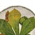 Taitù Natura Botanical Bread Plates by Emilio Bergamin, Italy 1992, Set of 3, 6.5" For Sale In San Francisco - Image 6 of 9