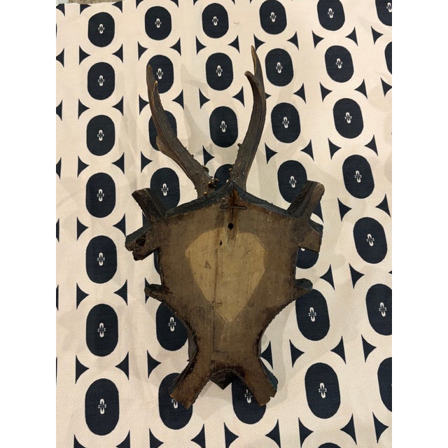 Antique Black Forest Roe Deer Trophy Antler Mount For Sale - Image 4 of 11
