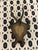 Antique Black Forest Roe Deer Trophy Antler Mount For Sale - Image 4 of 11